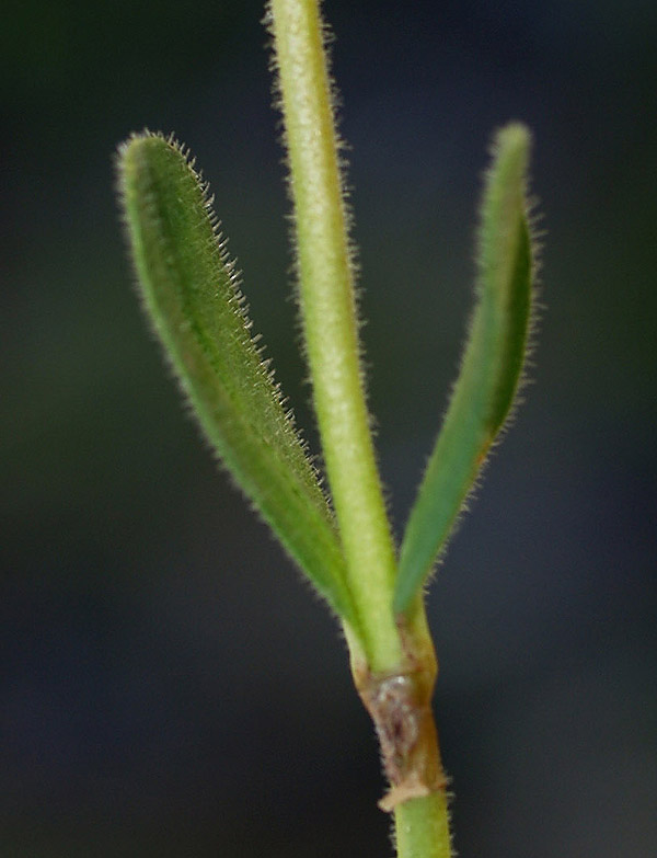 Veronica bellidioides / Veronica con foglie di margherita